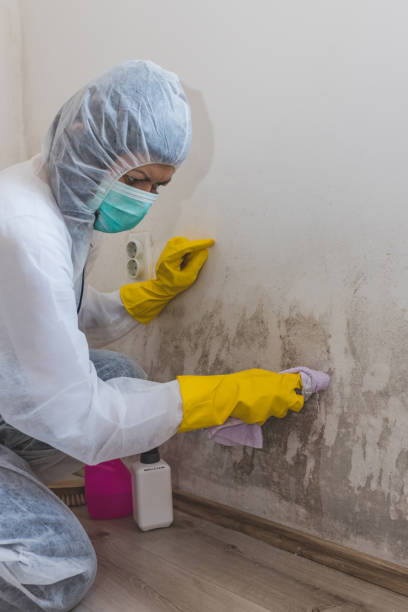 Benson, AZ Mold Removal Company