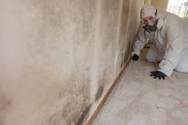 Benson, AZ Mold Removal Company